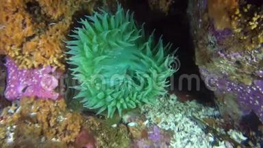 阿拉斯加海洋海底海底的绿海葵。